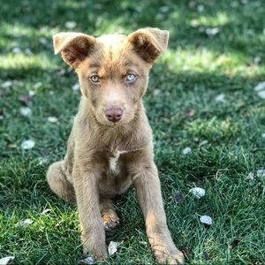 Meet your Posher, Susan